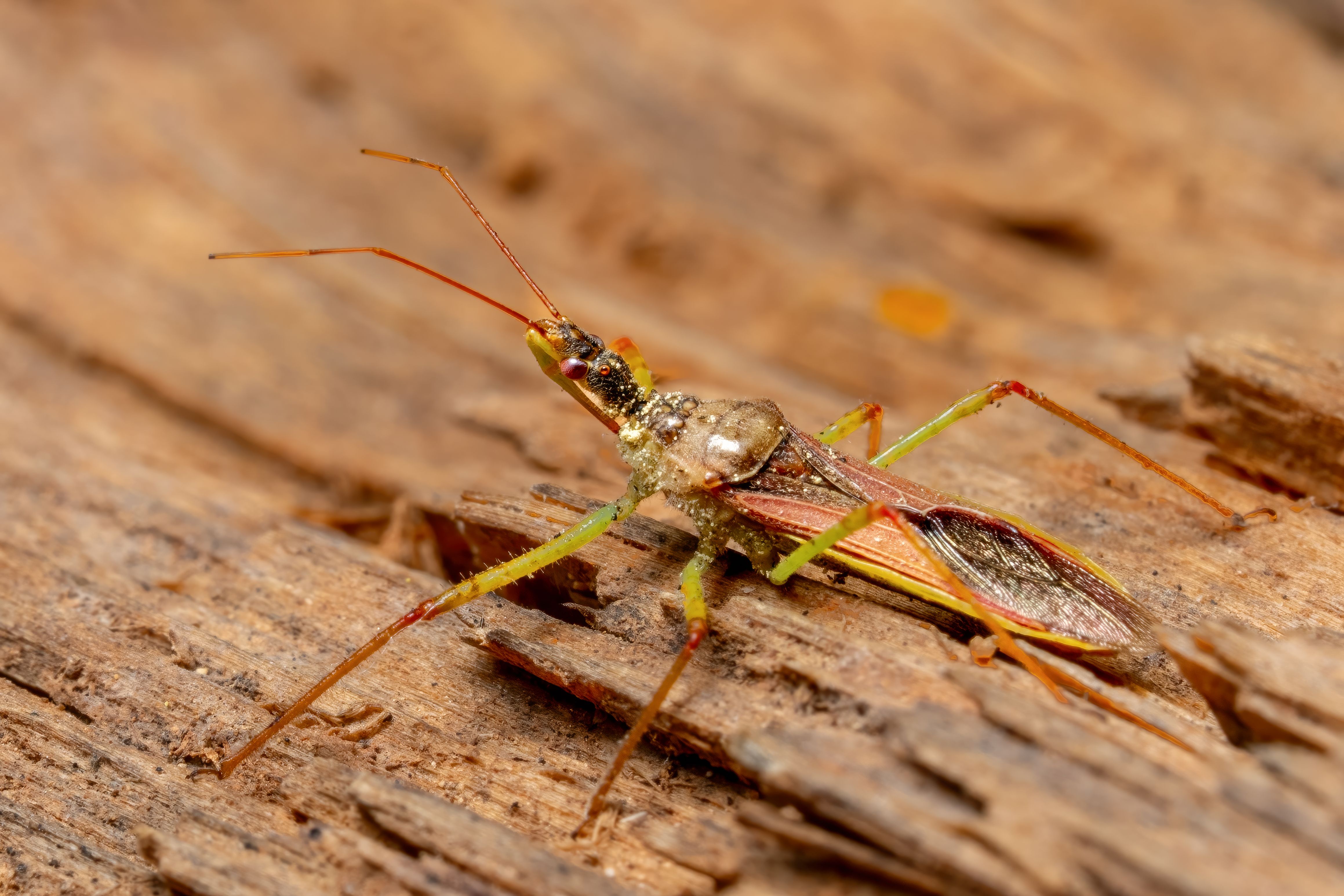 Macro Photography of an Insect on Wood · Free Stock Photo