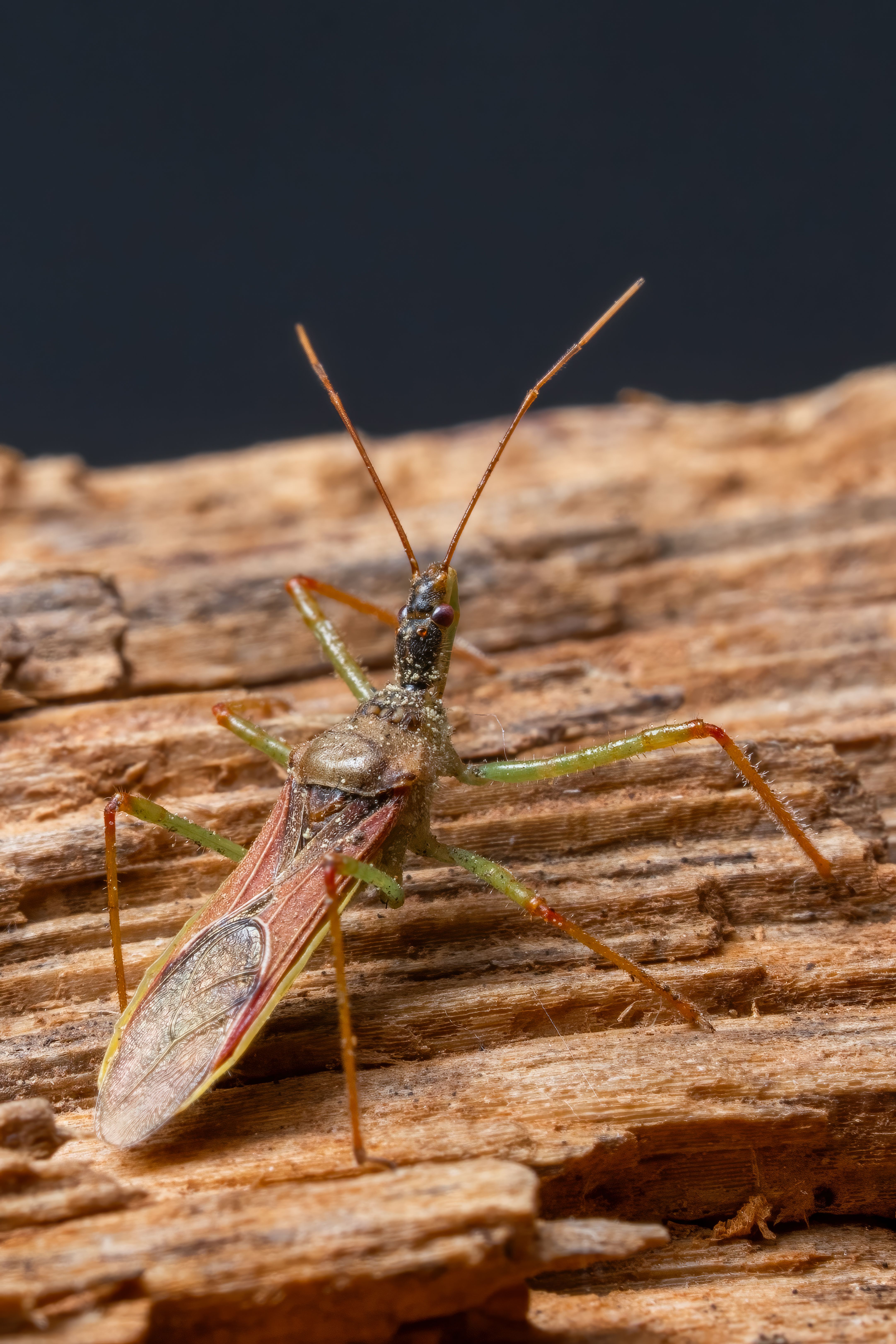 Macro Shot of a Colorful Stink Bug on Wood · Free Stock Photo