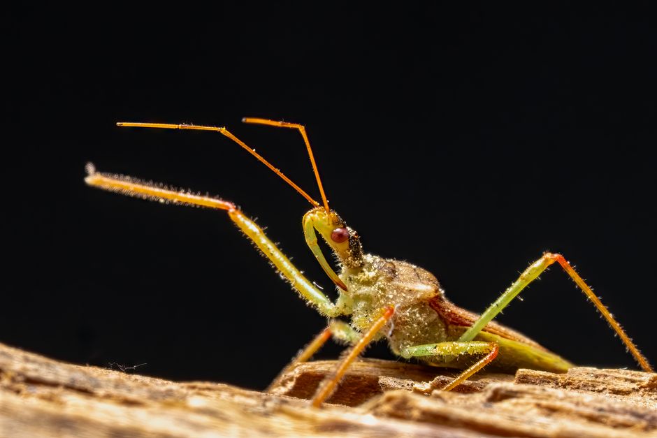 Detailed macro shot of a colorful stink bug on wood, highlighting its features against a bokeh background.