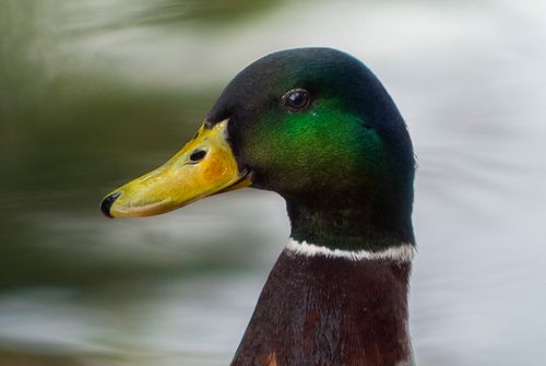 Free Detailed side view of a male mallard duck in a pond, Madrid, Spain. Stock Photo