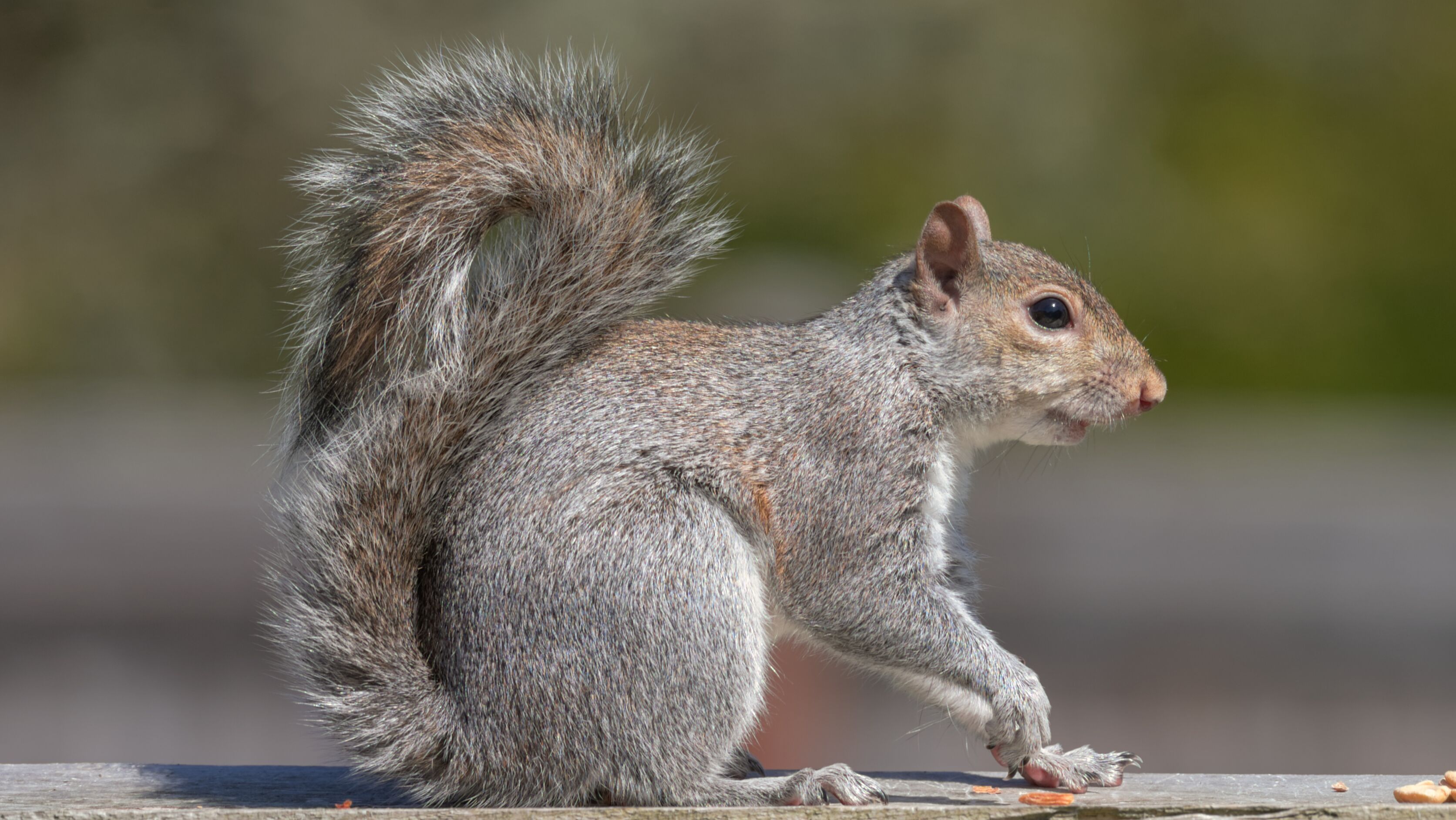Red squirrel sickness reports under investigation