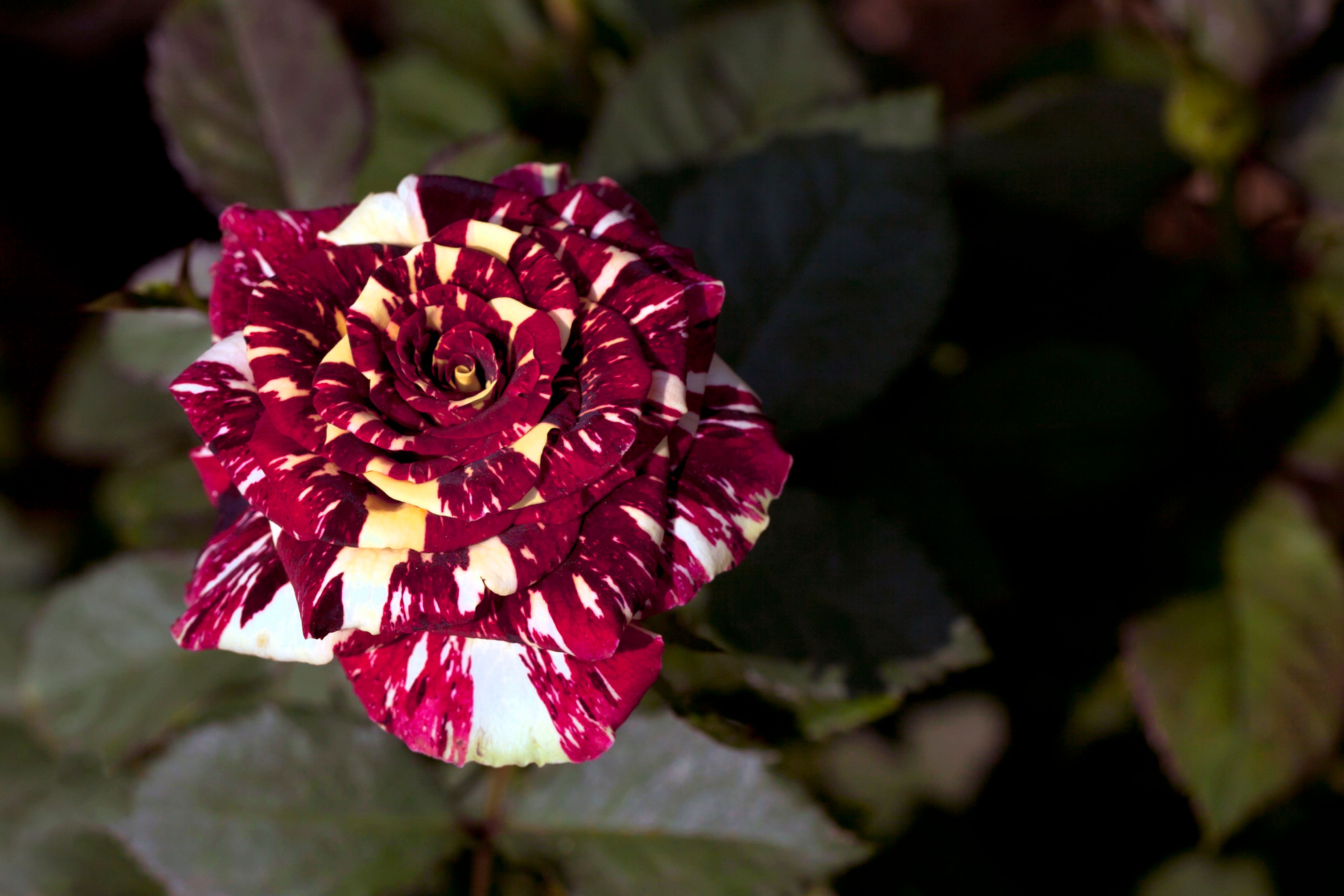 Close-Up of a Variegated Red and White Rose · Free Stock Photo