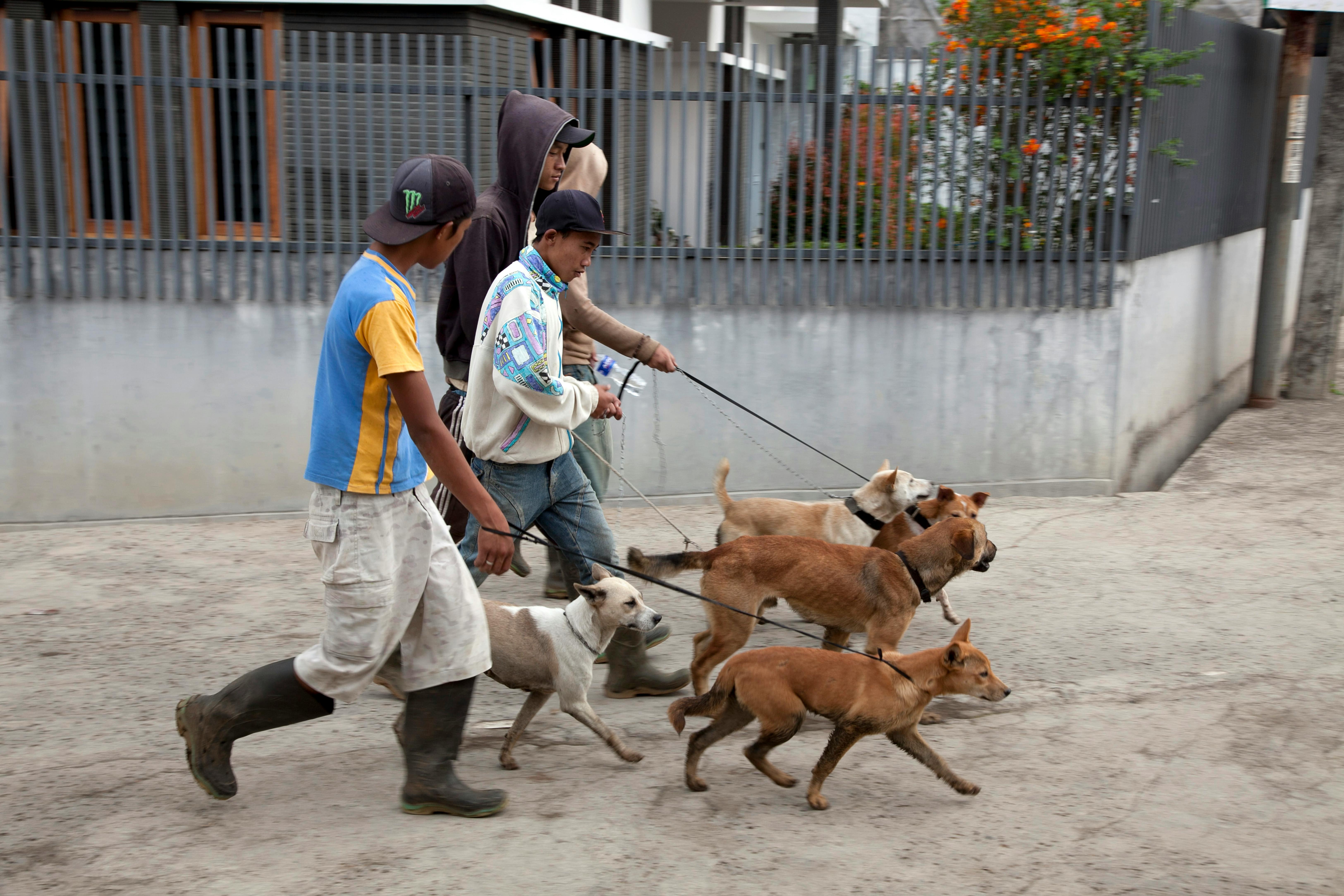 Dogs as Lifestyle Companions: What This Means for Brands &amp; Retailers — Photo by Jeffry Surianto on Pexels