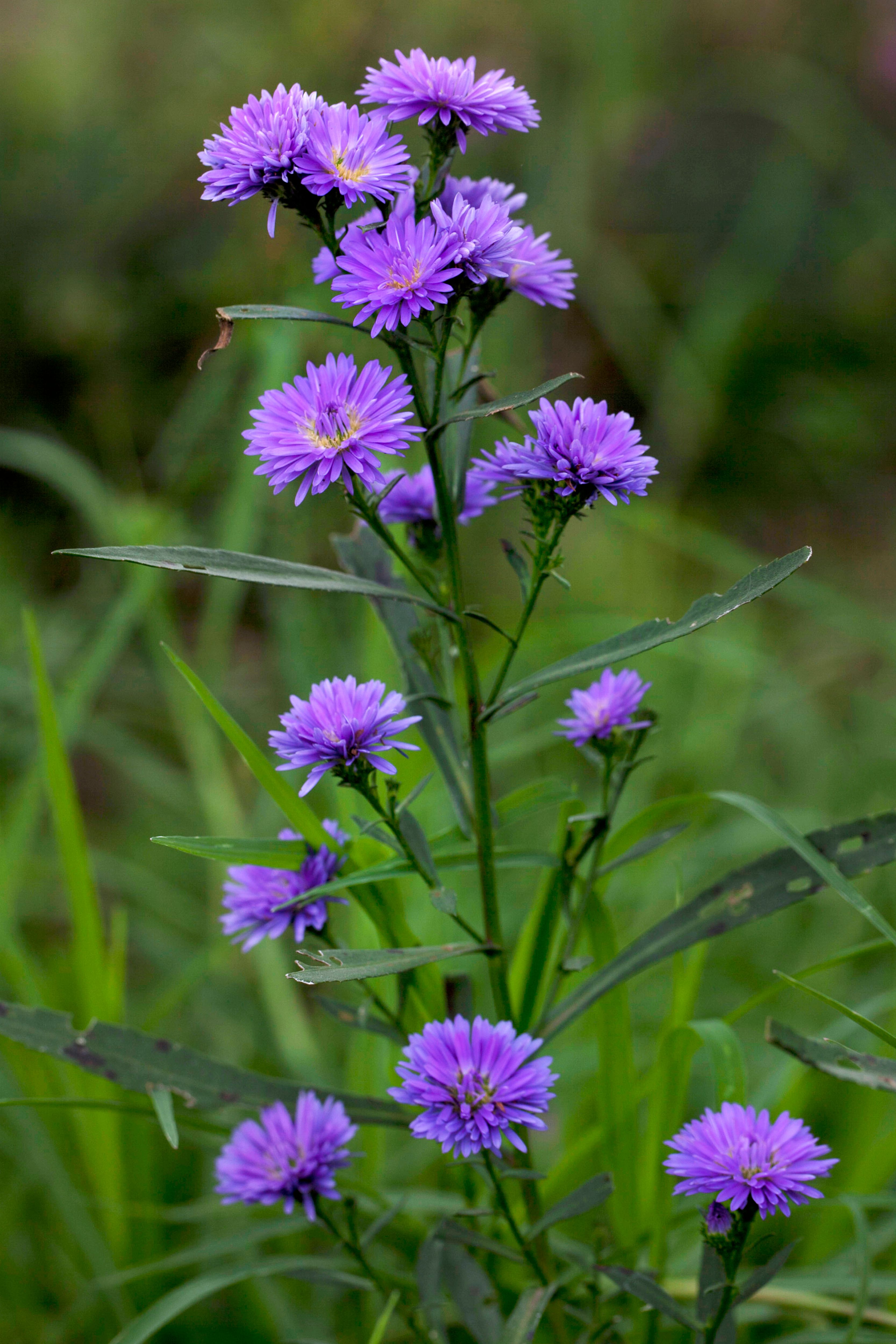 Vibrant Purple Aster Flowers in Bloom · Free Stock Photo