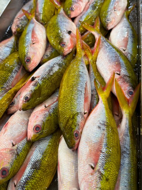 A whole yellowtail snapper with its distinctive yellow lateral stripe resting on crushed ice next to a filleting knife