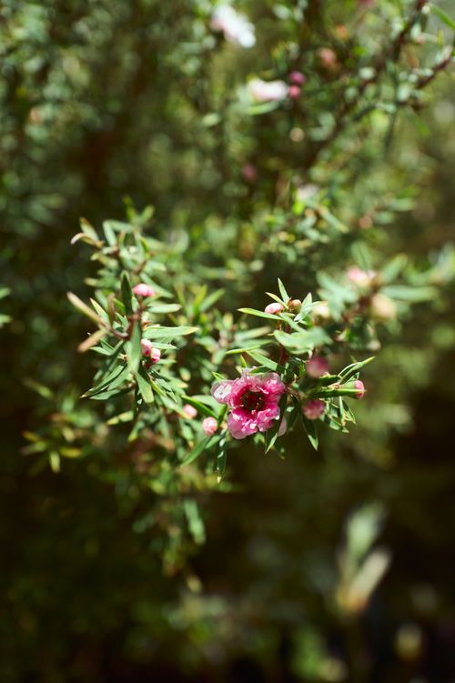 Free A vibrant close-up of manuka flowers in full bloom, highlighting the delicate pink petals and lush green foliage. Stock Photo