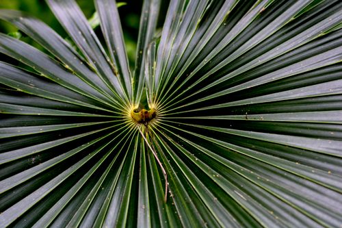 Free Detailed view of a palm leaf showcasing its radiating lines in vibrant green hues, highlighting nature's geometric patterns. Stock Photo
