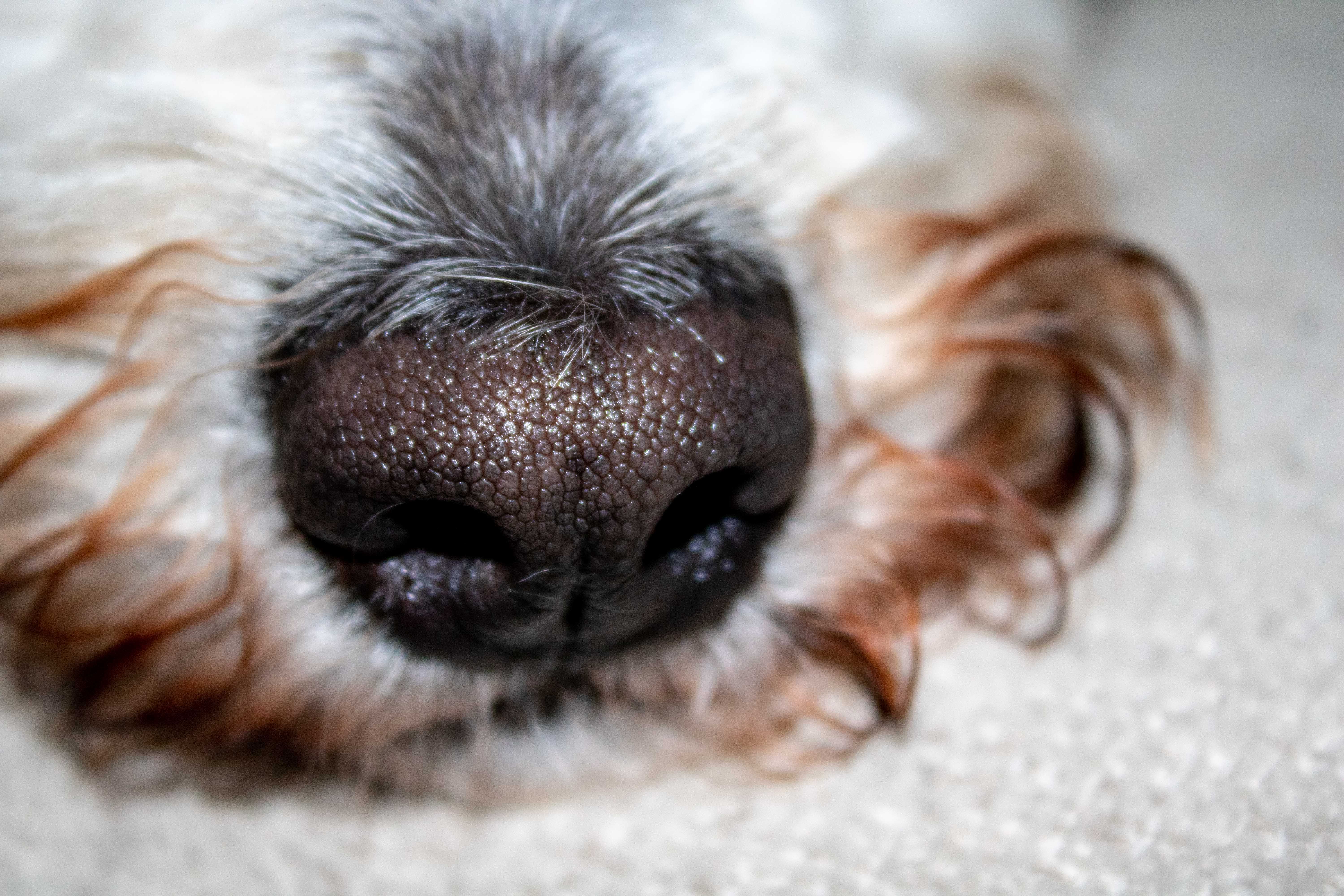 Detailed close-up of a dog's wet nose and fur, highlighting texture and details.