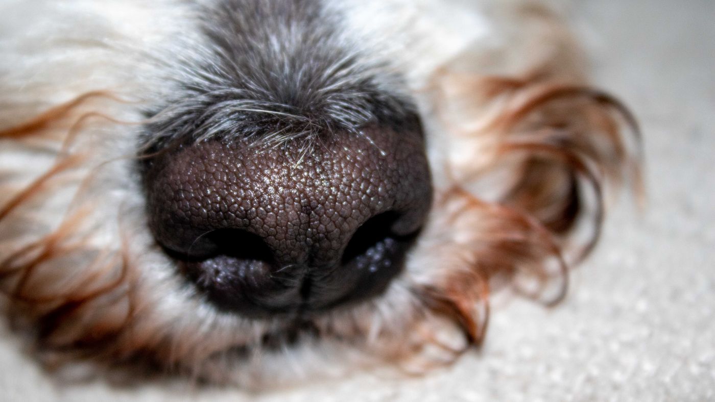 Guide Dogs and Aging With Sensory Loss