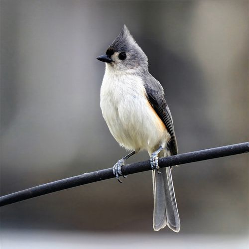 Free A Tufted Titmouse perched on a wire, showcasing its distinct crest and subtle coloring. Stock Photo