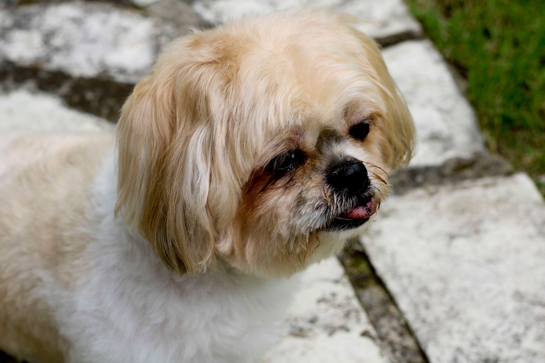Portrait of a dog at a veterinary clinic