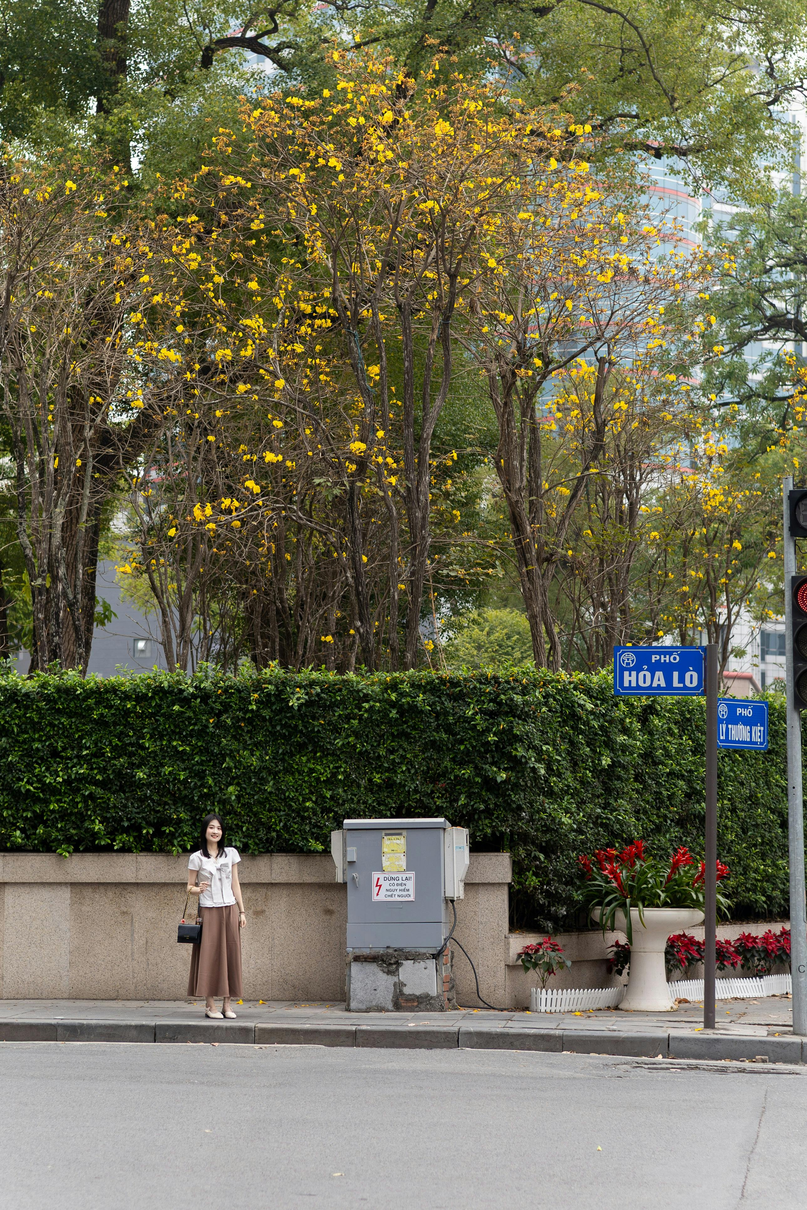 A serene street scene on Hoa Lo, Hanoi featuring lush trees and local signage.