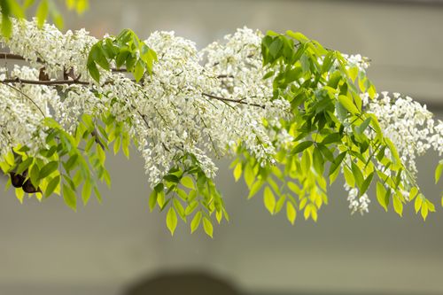 Free Close-up of white flowers cascading on a vibrant green branch in Hanoi, Vietnam. Stock Photo