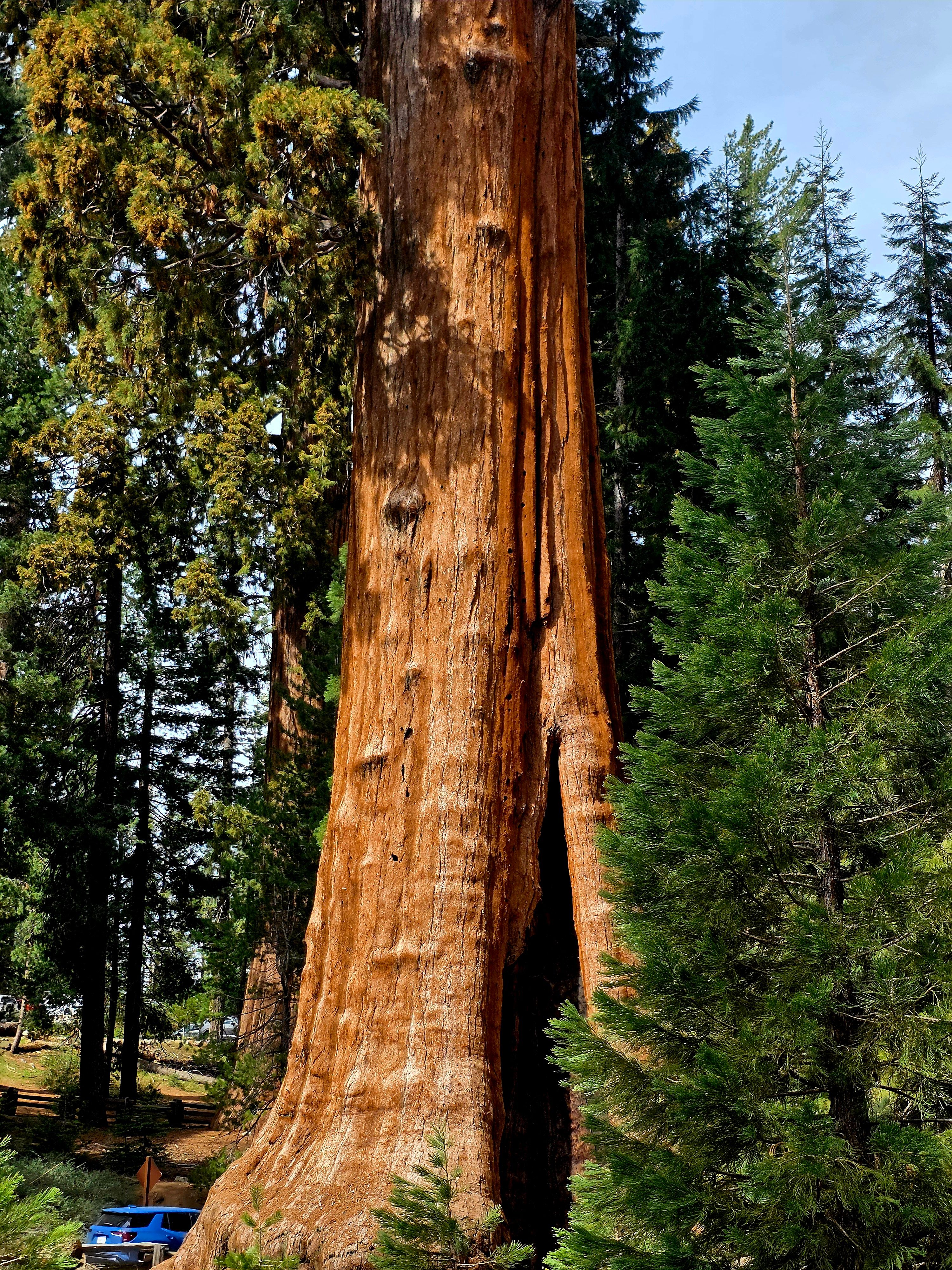 A towering giant sequoia tree surrounded by lush forest in California, USA.