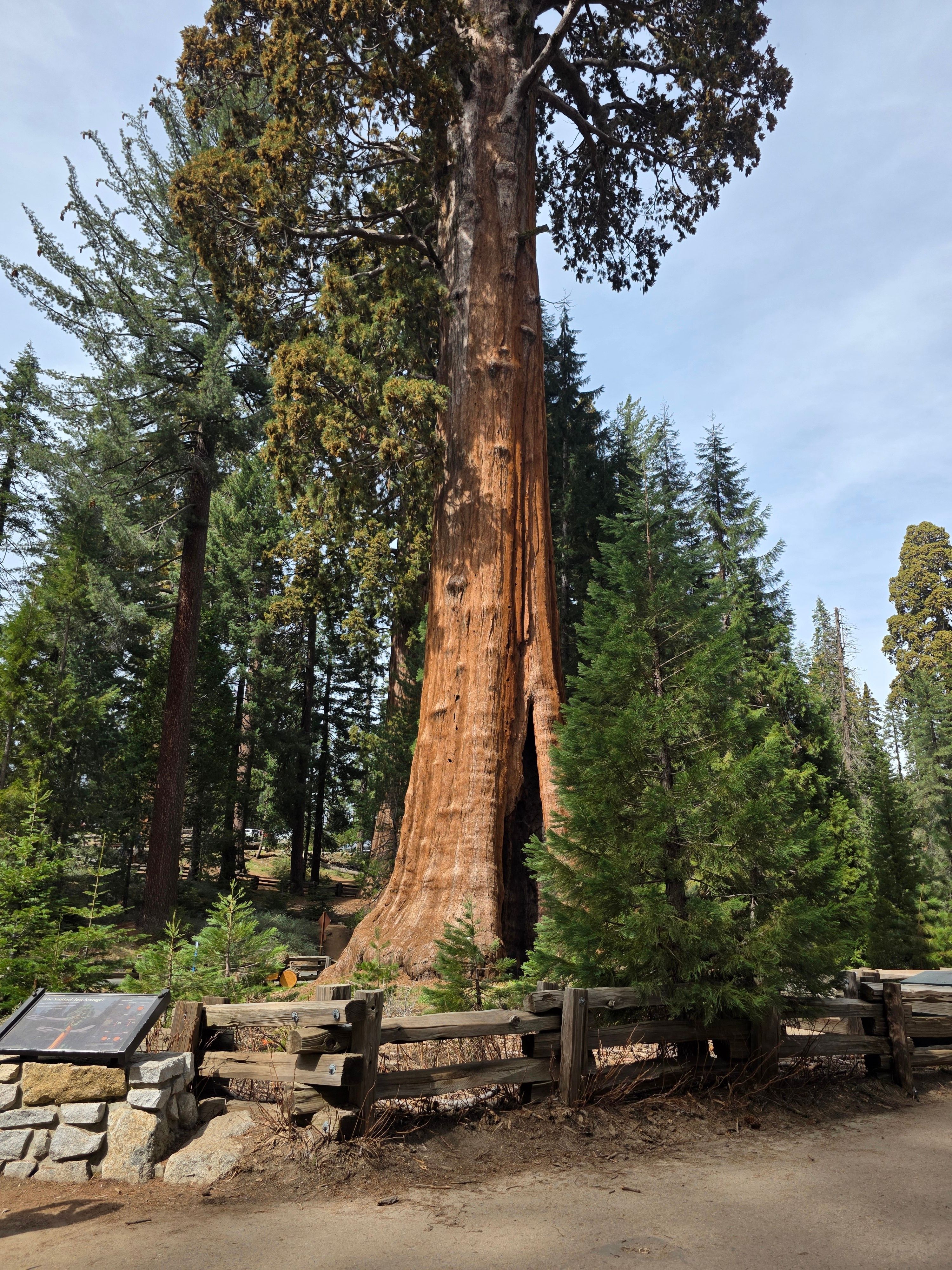 Experience the towering beauty of a Giant Sequoia in a serene California forest setting.