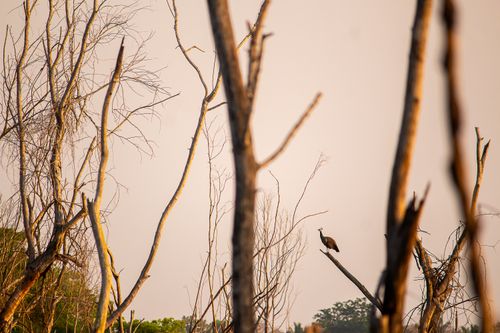 Free A lone bird sits on a bare tree branch amid dry forest branches during sunset. Stock Photo