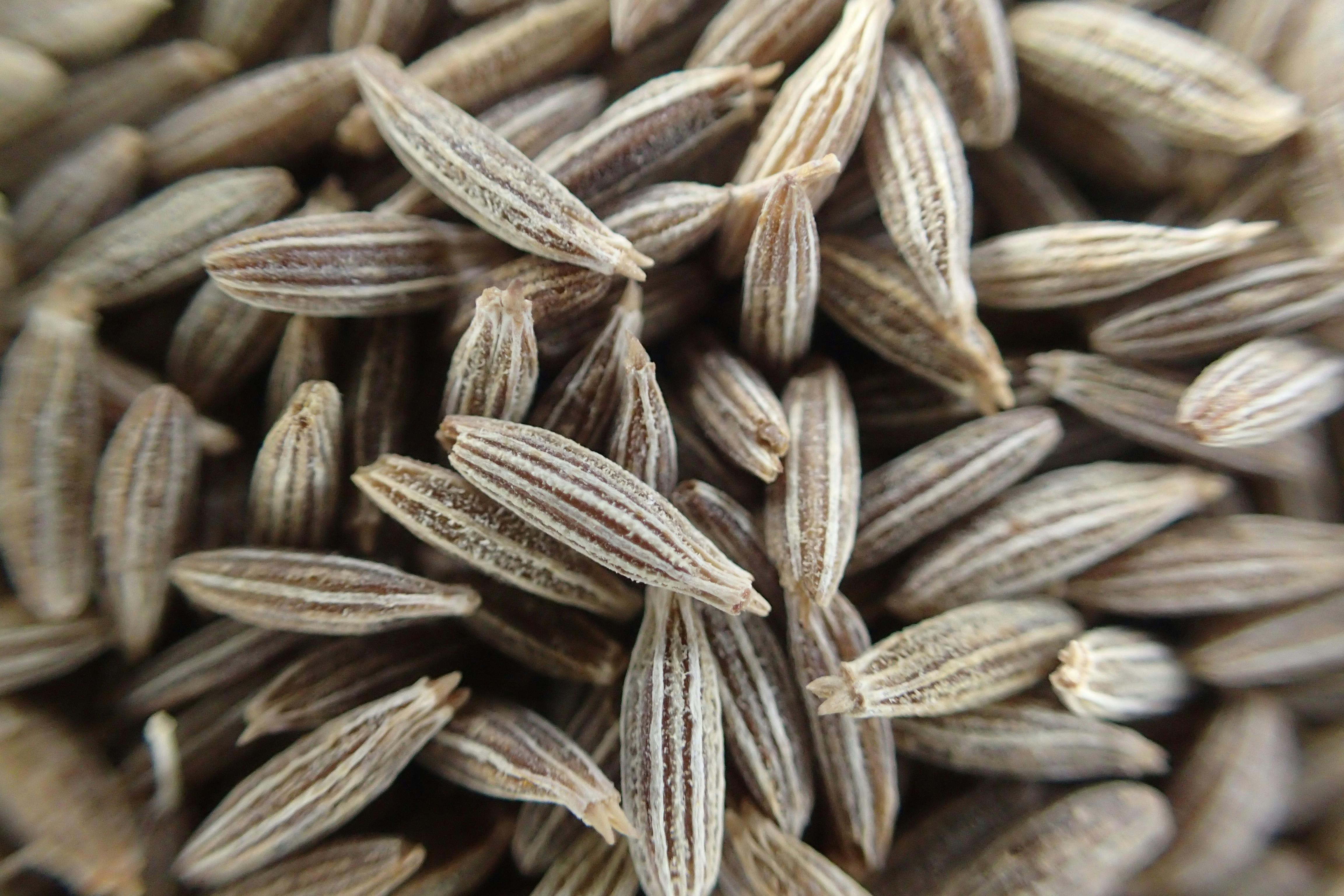 Free stock photo of cumin, cumin seeds, seeds