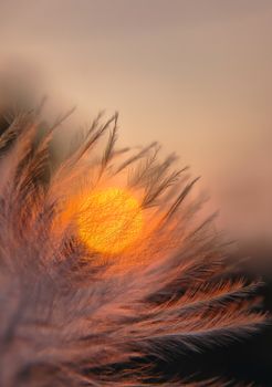 Gentle feathered texture highlighted by a warm golden sunset, creating a serene and dreamy atmosphere.