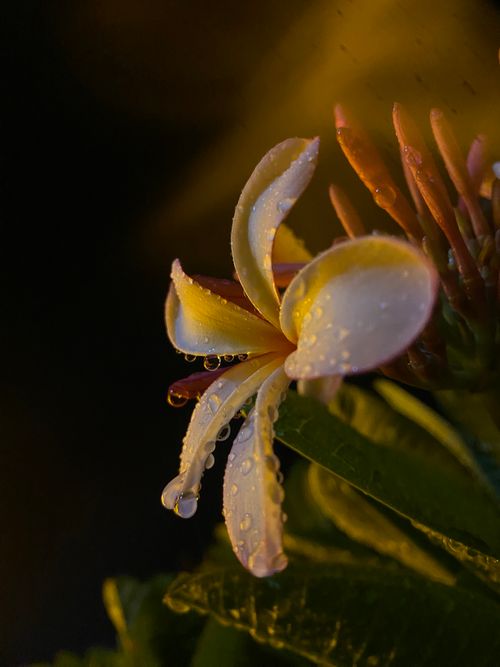Free Captivating close-up image of a frangipani flower adorned with dew drops, captured during twilight. Stock Photo