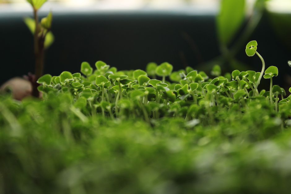 Čerstvé microgreens