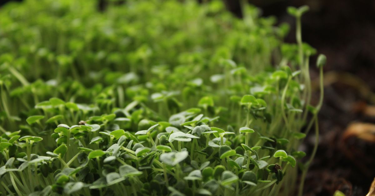 Comment Créer un Écosystème Durable dans votre Micro-Jardin