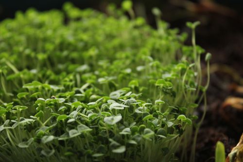 Free Vibrant close-up of microgreens thriving on fresh soil, symbolizing growth. Stock Photo
