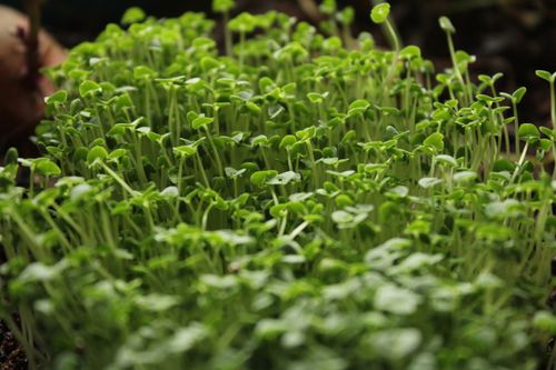 Free Close-up of fresh green microgreens growing indoors, offering a sense of renewal. Stock Photo