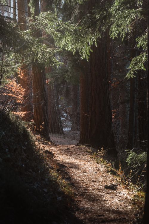 Serene Forest Path with Morning Sunlight · Free Stock Photo