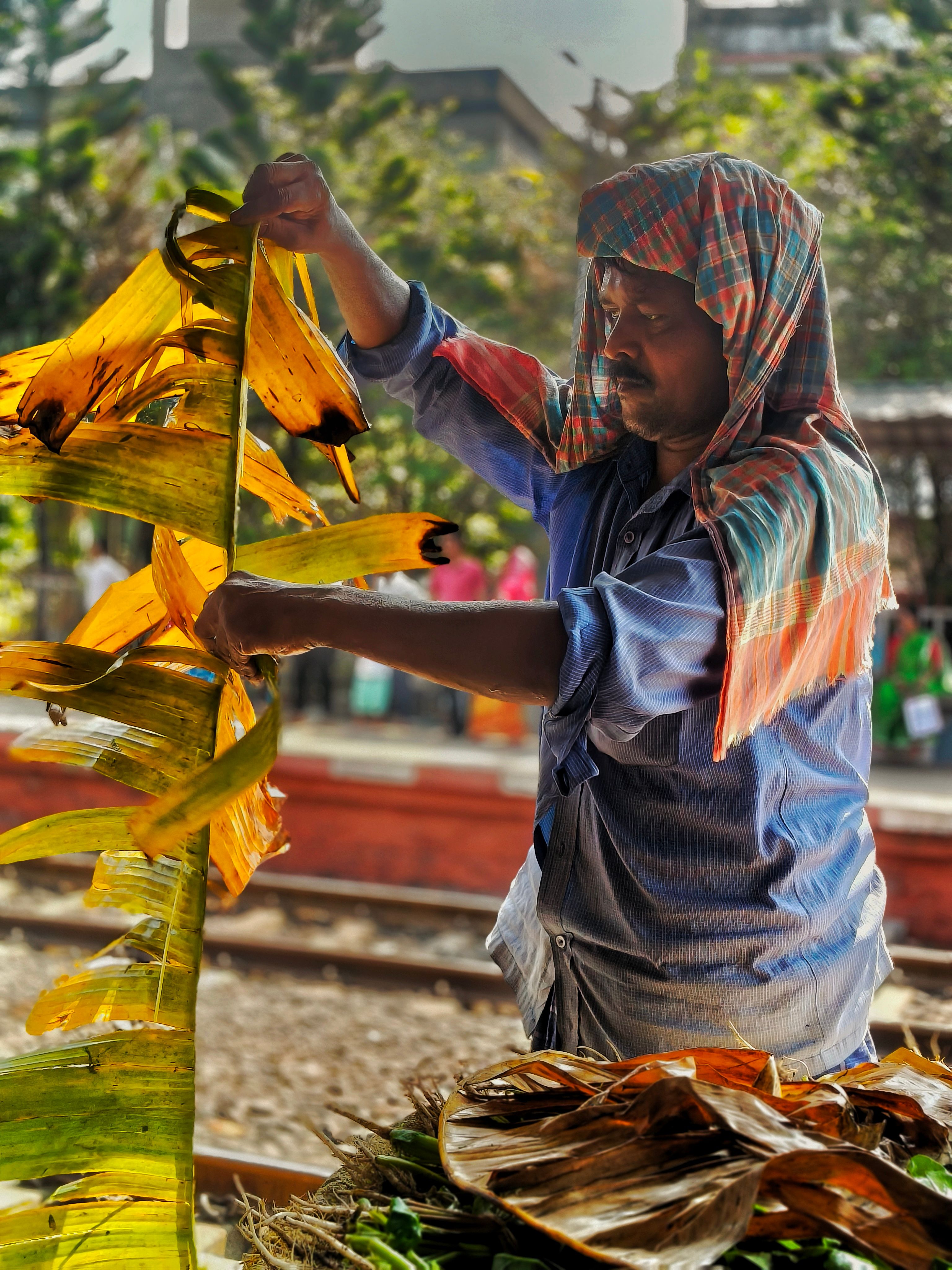 A man arranging banana leaves in Diamond Harbour, India, on a sunny day.