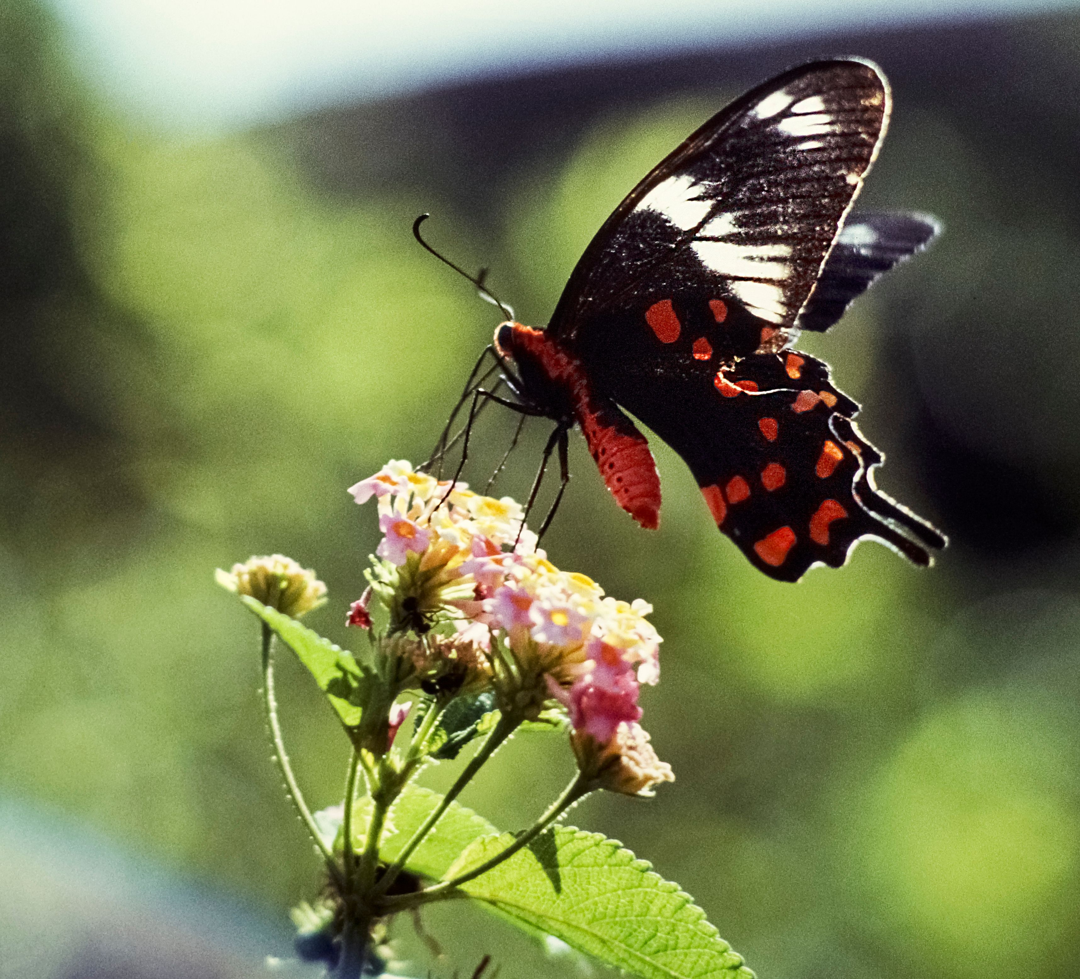Vibrant Crimson Rose butterfly feeding on cluster of colorful flowers, showcasing nature's beauty.
