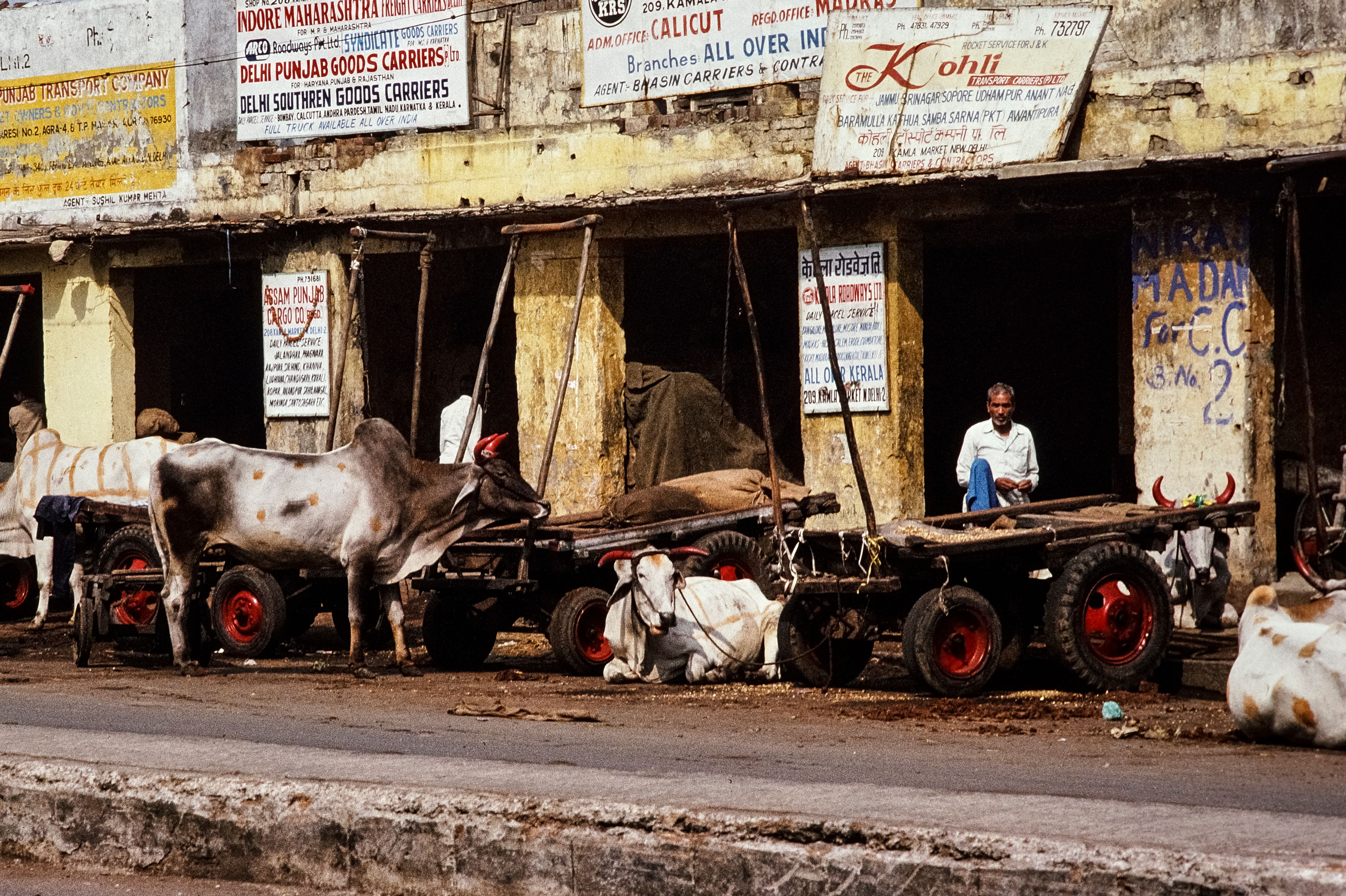 Street scene in India showing cattle and carts outside old transport shop.