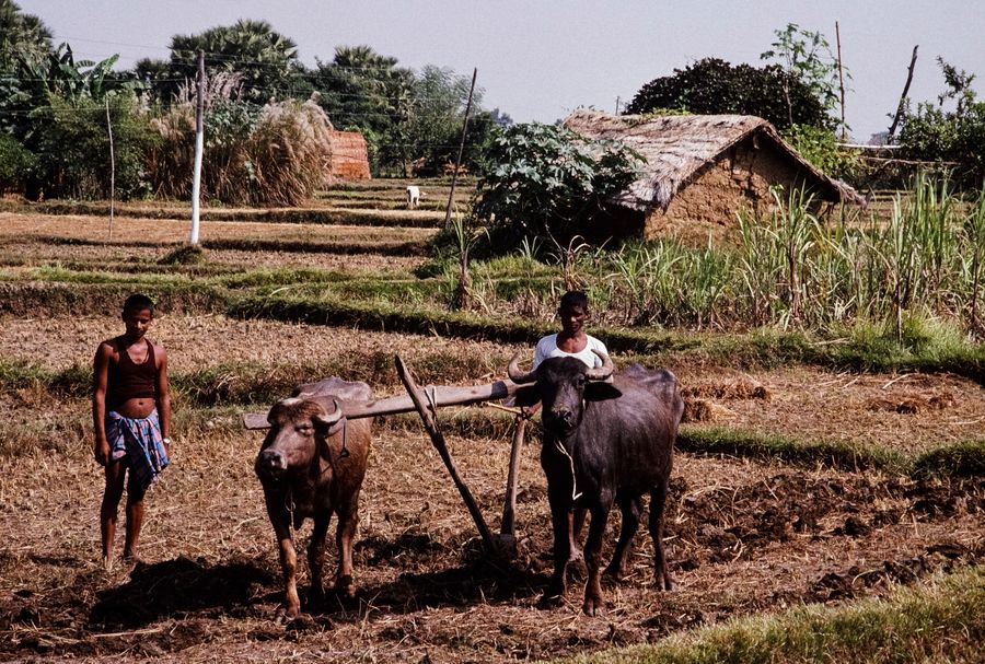 Farmers in rural India working with oxen beside a thatched hut