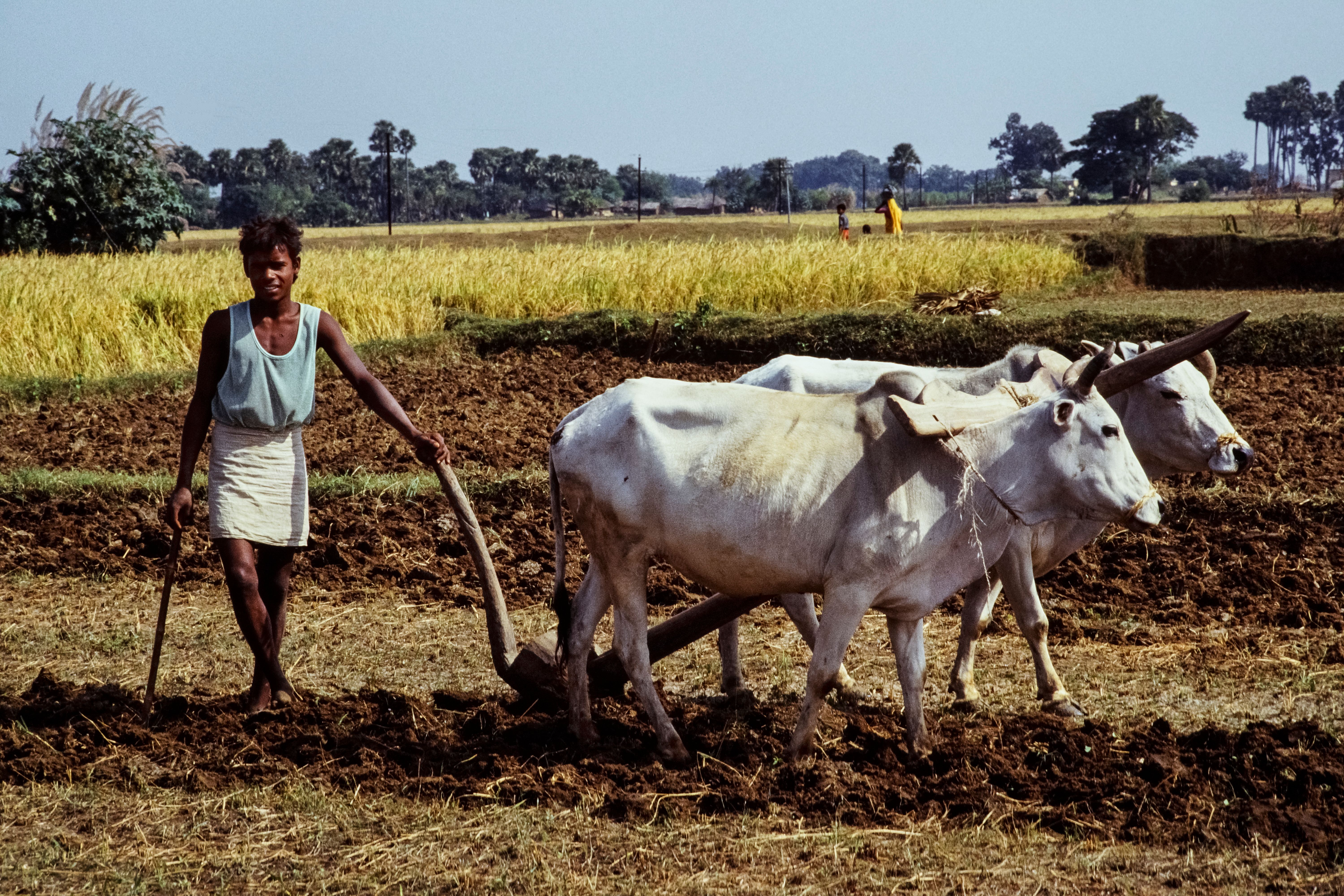 A farmer plows a field with oxen in a rural Indian landscape, showcasing traditional agriculture.