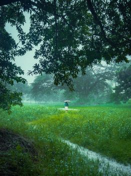 A lone person with an umbrella walks through a lush, rainy landscape, offering a serene and contemplative scene.
