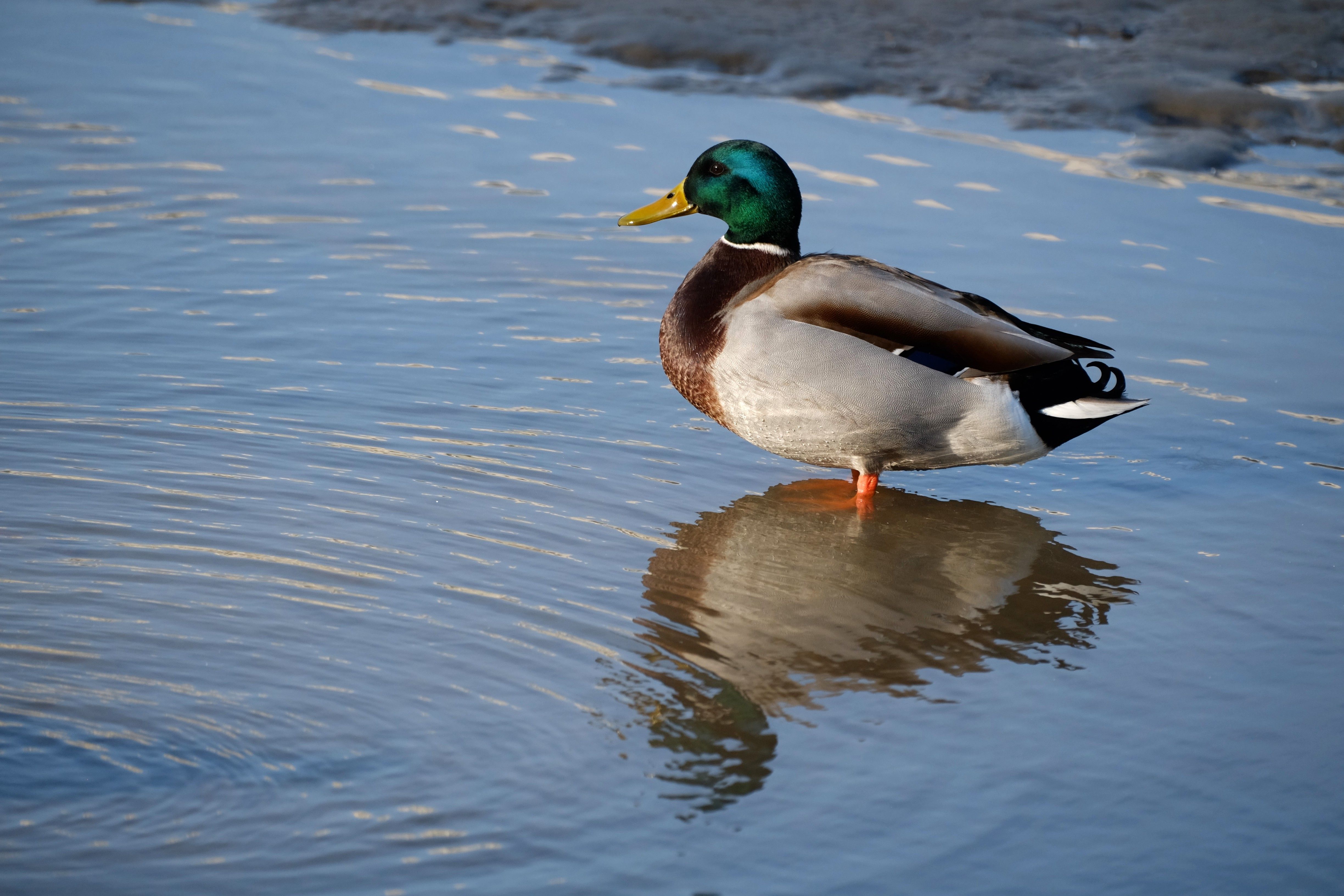 A mallard duck with vibrant plumage stands in water, reflecting on a calm day.