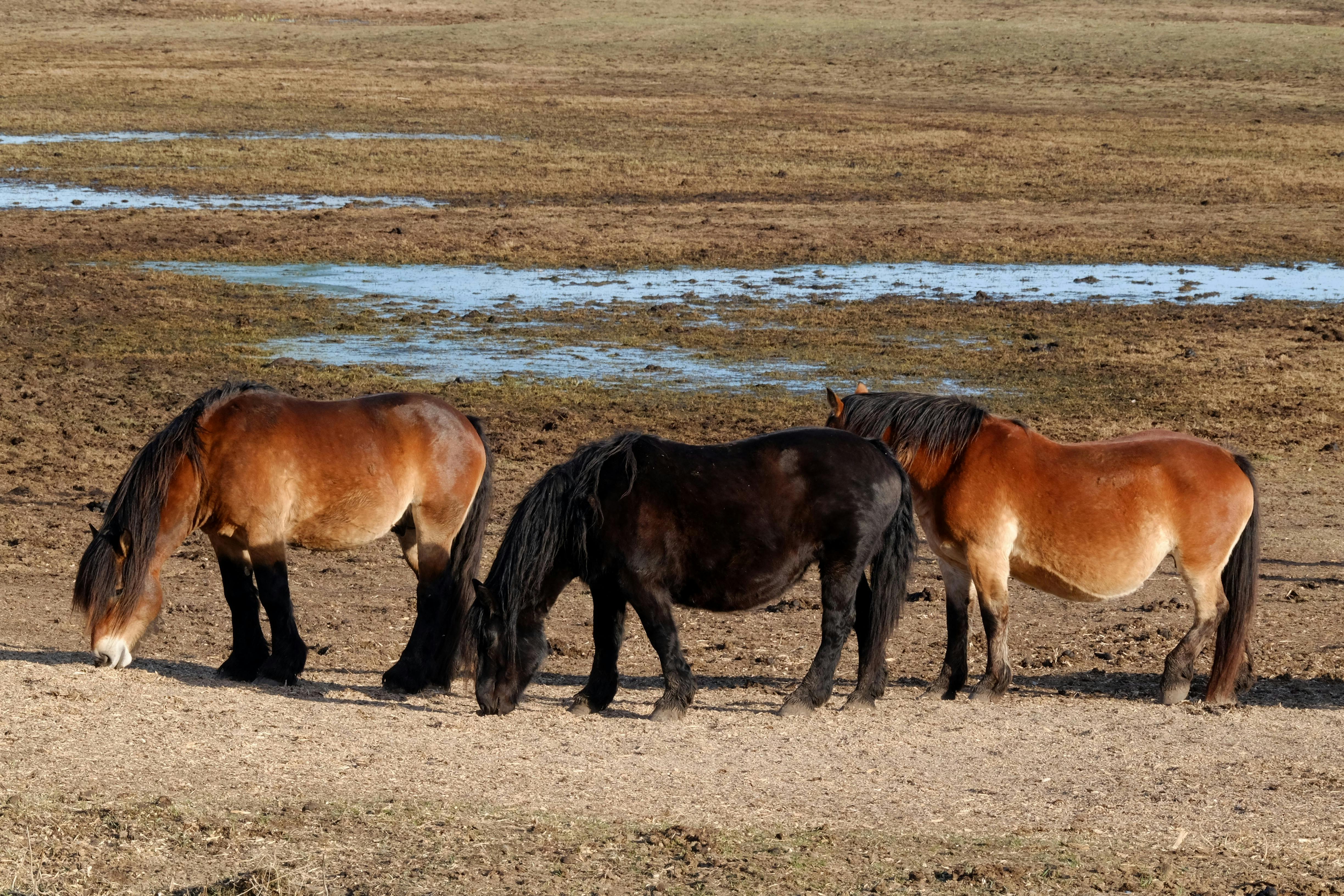 Three horses grazing in an open, grassy field on a sunny day.