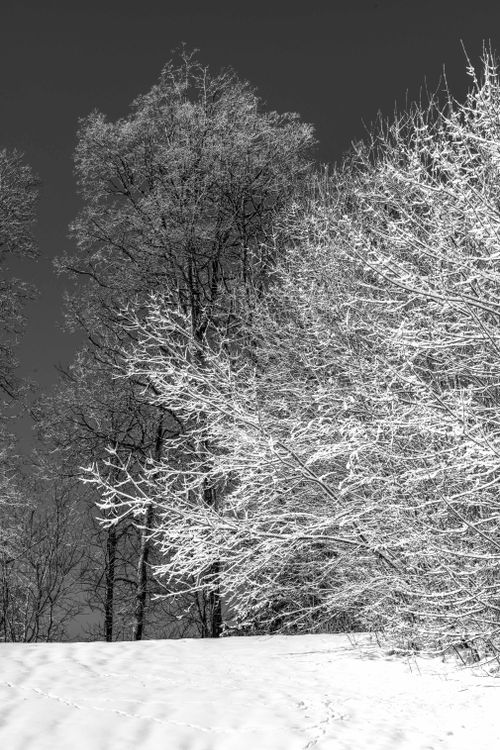 Free Snow-covered trees in a serene winter landscape creating a peaceful monochrome scene. Stock Photo