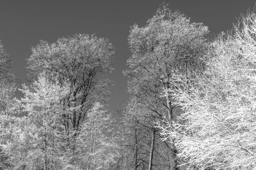 Free Snow-covered trees in Switzerland create a serene winter landscape. Stock Photo