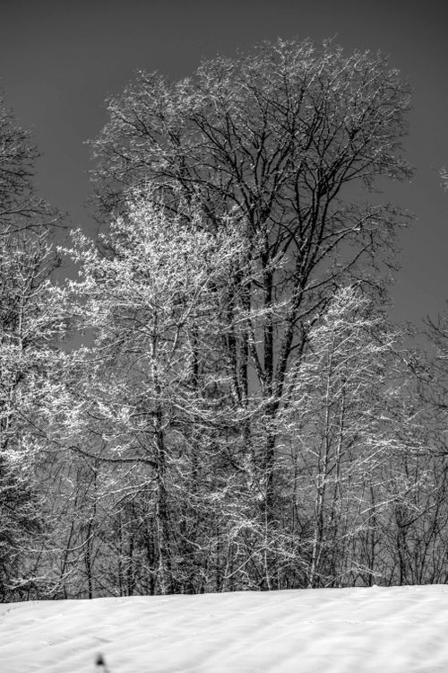 Free Black and white photo of snowy trees in a serene Swiss forest setting. Stock Photo