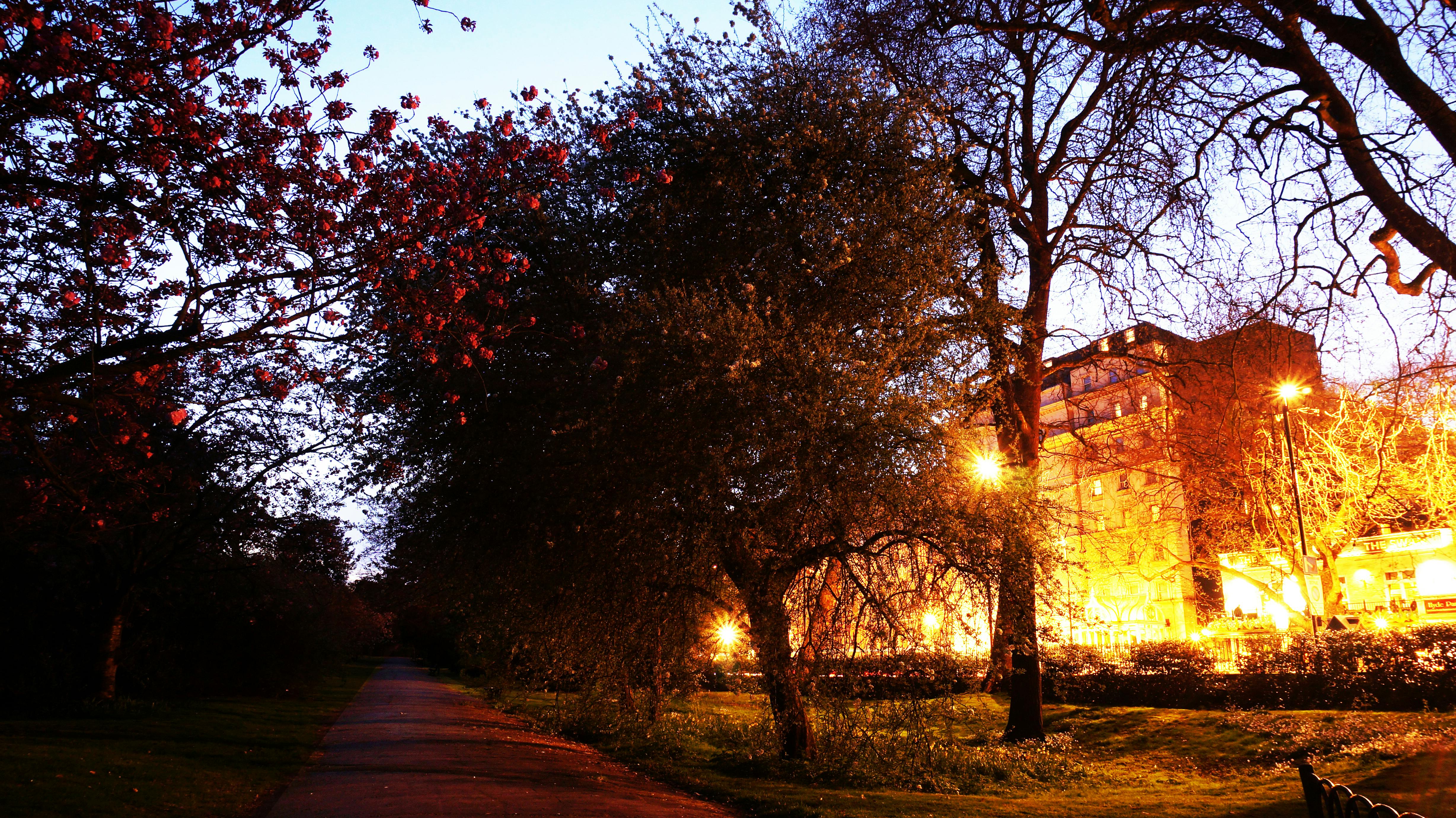 Free stock photo of after hours, hyde park, hydepark
