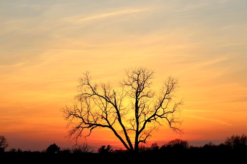 Free Solitary tree silhouette framed by a vivid orange sunset sky, evoking tranquility. Stock Photo