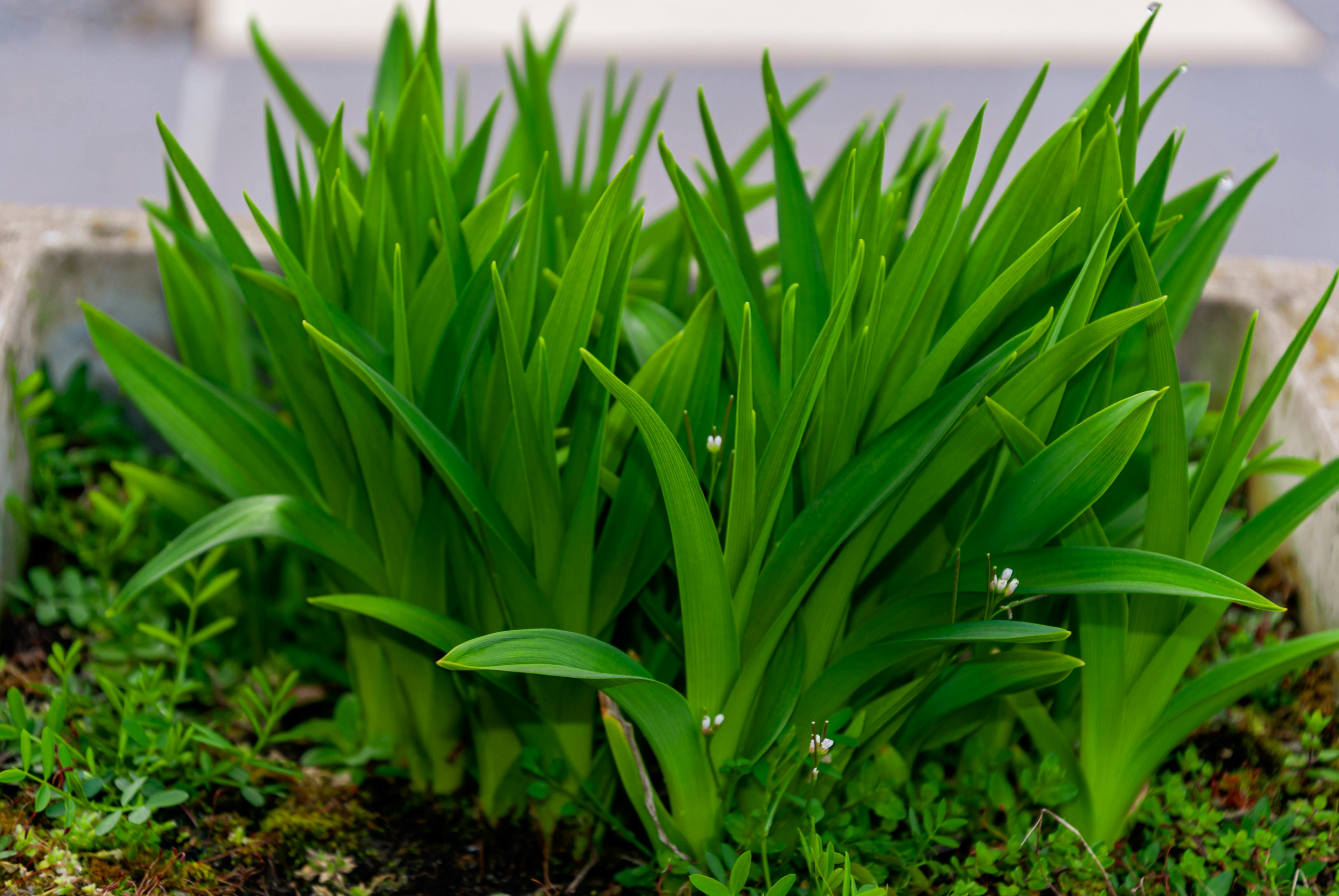 A Landscape Designer’s Favorite Gardening Tools — Photo by Sergej 📸 on Pexels