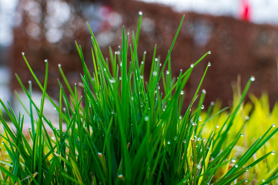 Lawn Aeration, Top-Dressing, and Dethatching in Melbourne: A Practical Guide