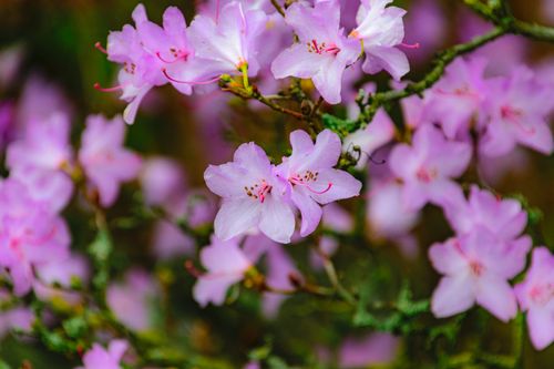 Free Close-up of vibrant pink azaleas in full bloom showcasing Spring's beauty. Stock Photo