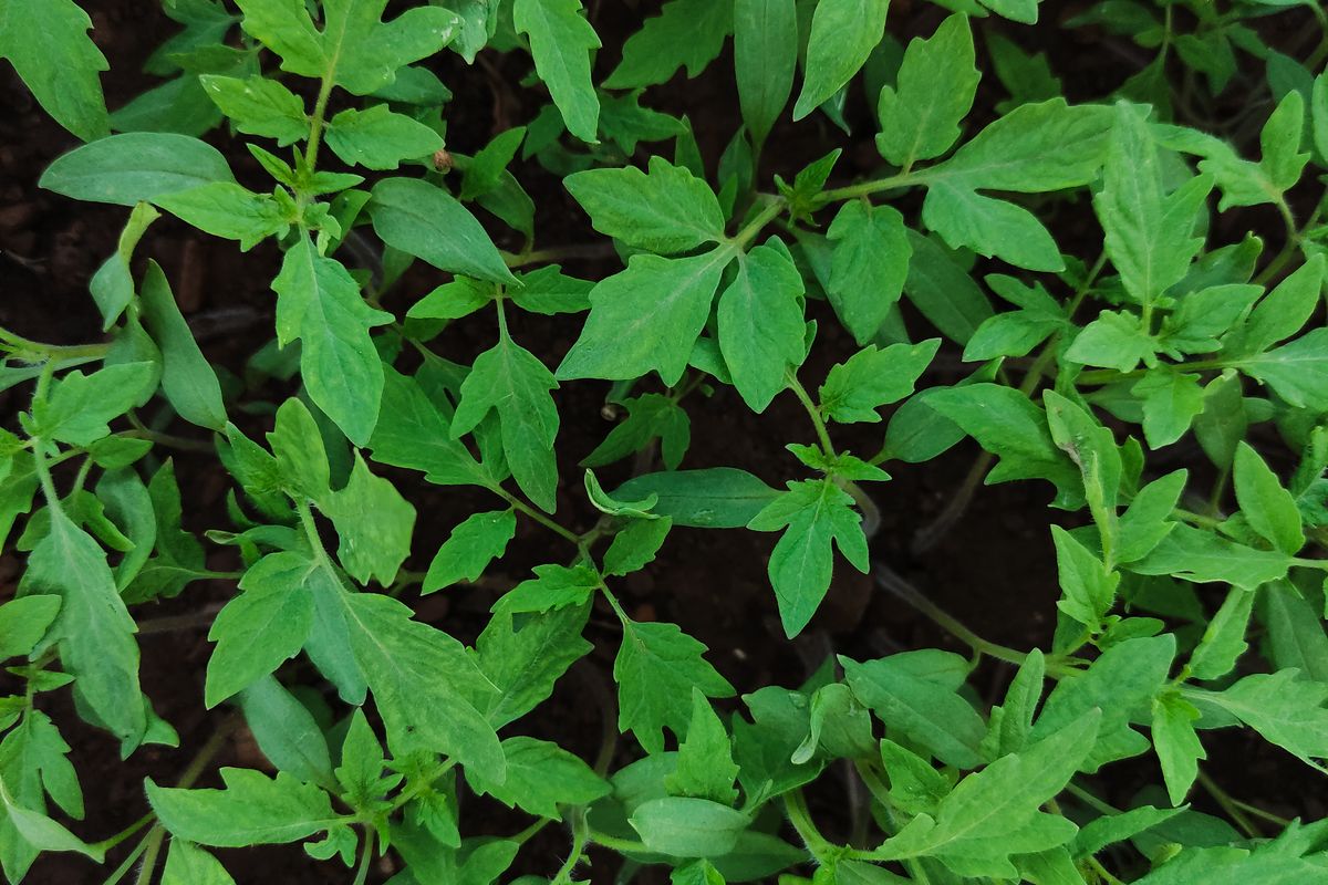 Tomato seedlings seen from above
