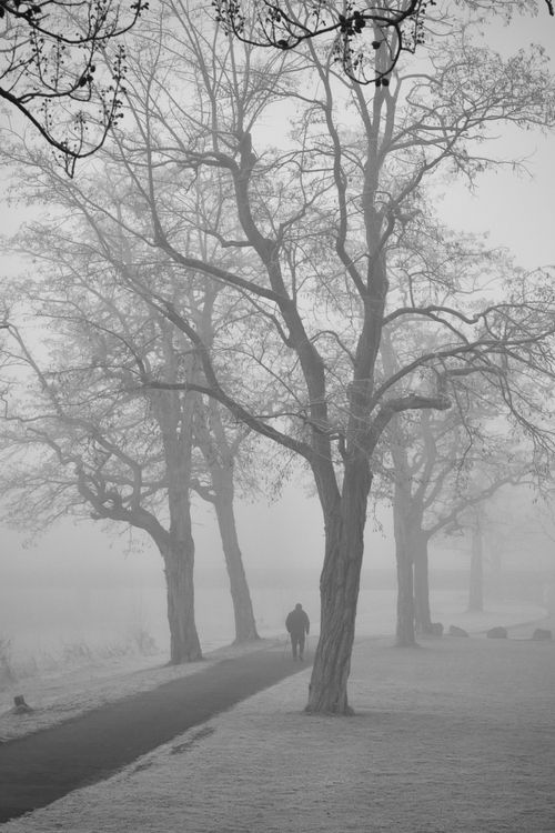 Free A solitary figure walks on a foggy winter path surrounded by tall trees, evoking mystery and solitude. Stock Photo