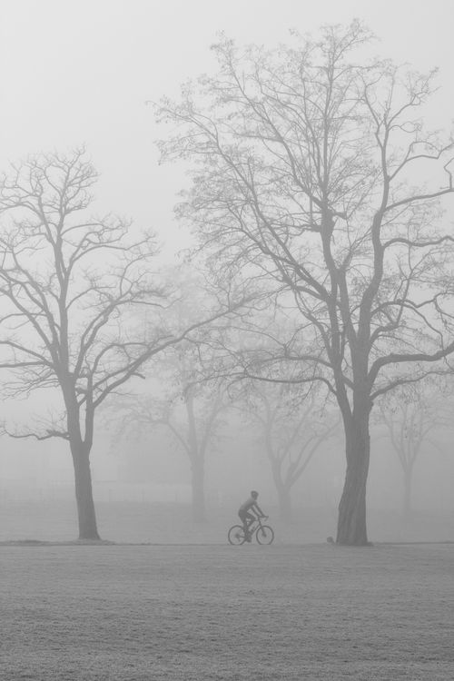 Free A lone cyclist pedals through a foggy, tree-lined park on a winter day, creating a serene silhouette. Stock Photo