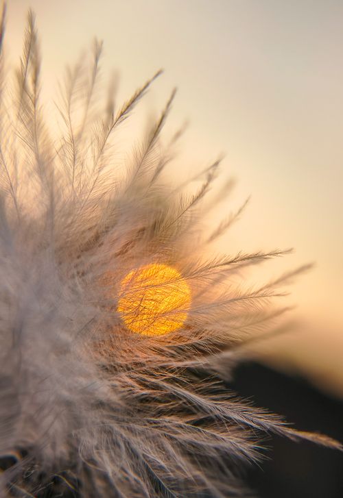 Free A serene view of the sun setting through fluffy grass, capturing a warm, peaceful mood. Stock Photo