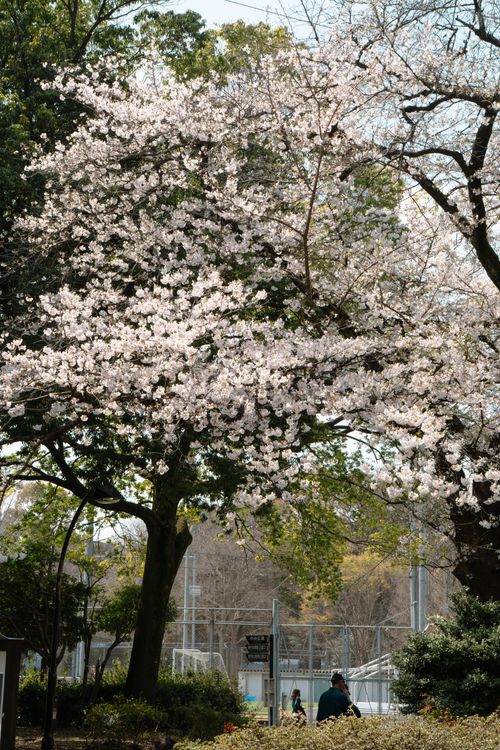 Free Beautiful cherry blossom tree in full bloom in a Tokyo park, capturing the essence of spring. Stock Photo