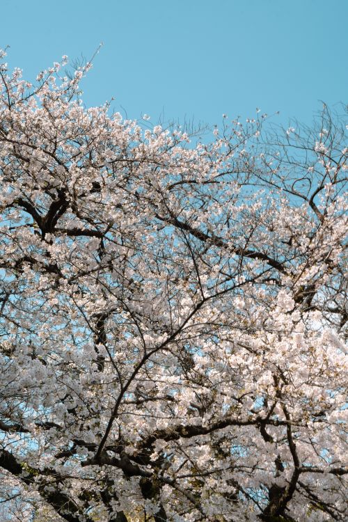 Free Stunning view of cherry blossom trees in full bloom against clear blue sky in Japan. Captured in springtime. Stock Photo